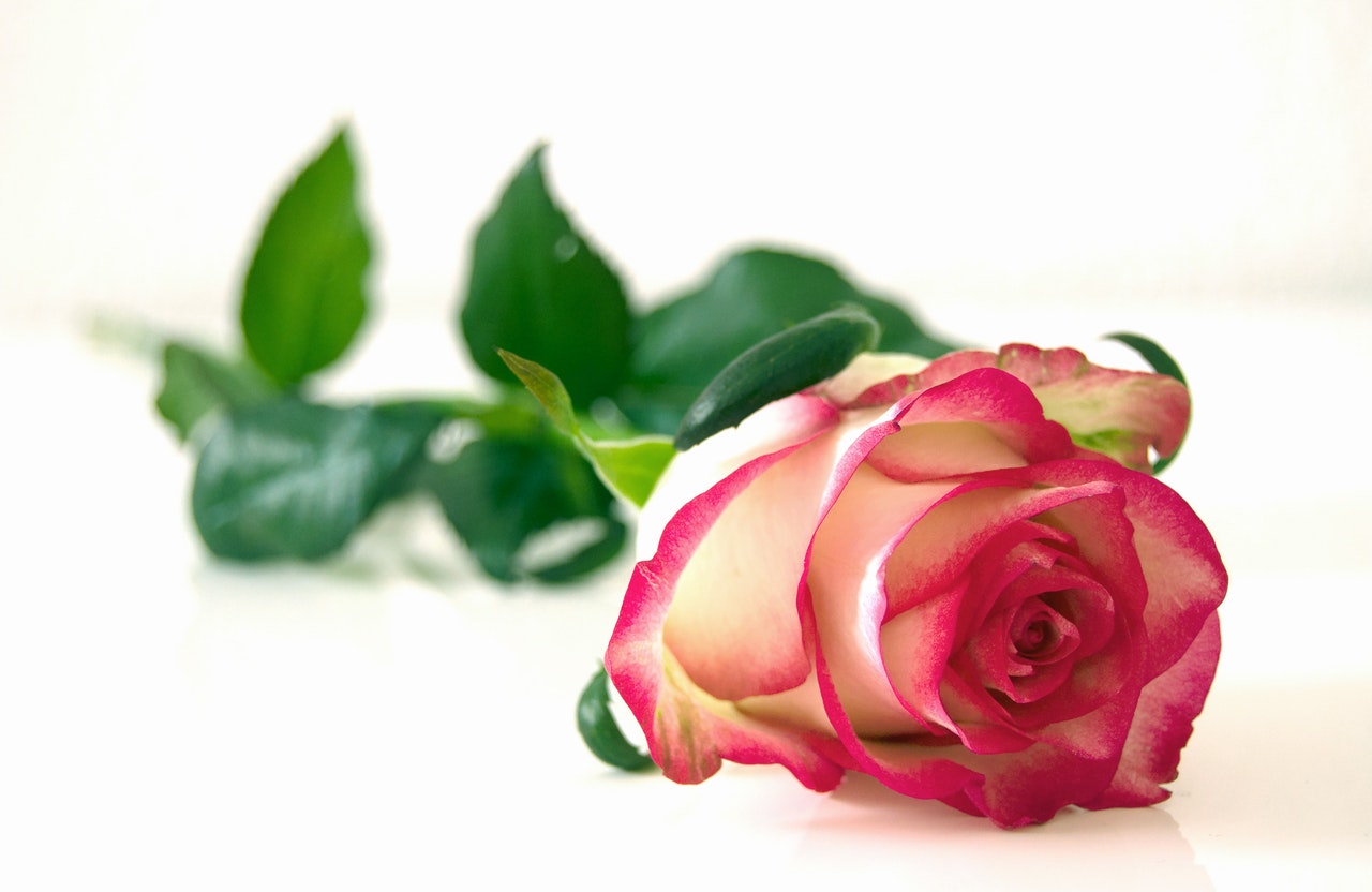 Trandafirul – 5 semnificații romantice ale trandafirului