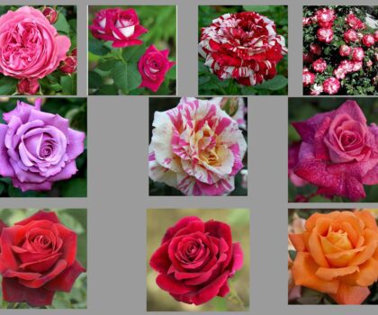 Comunicat de presă – Top 10 trandafiri numiți după persoane celebre