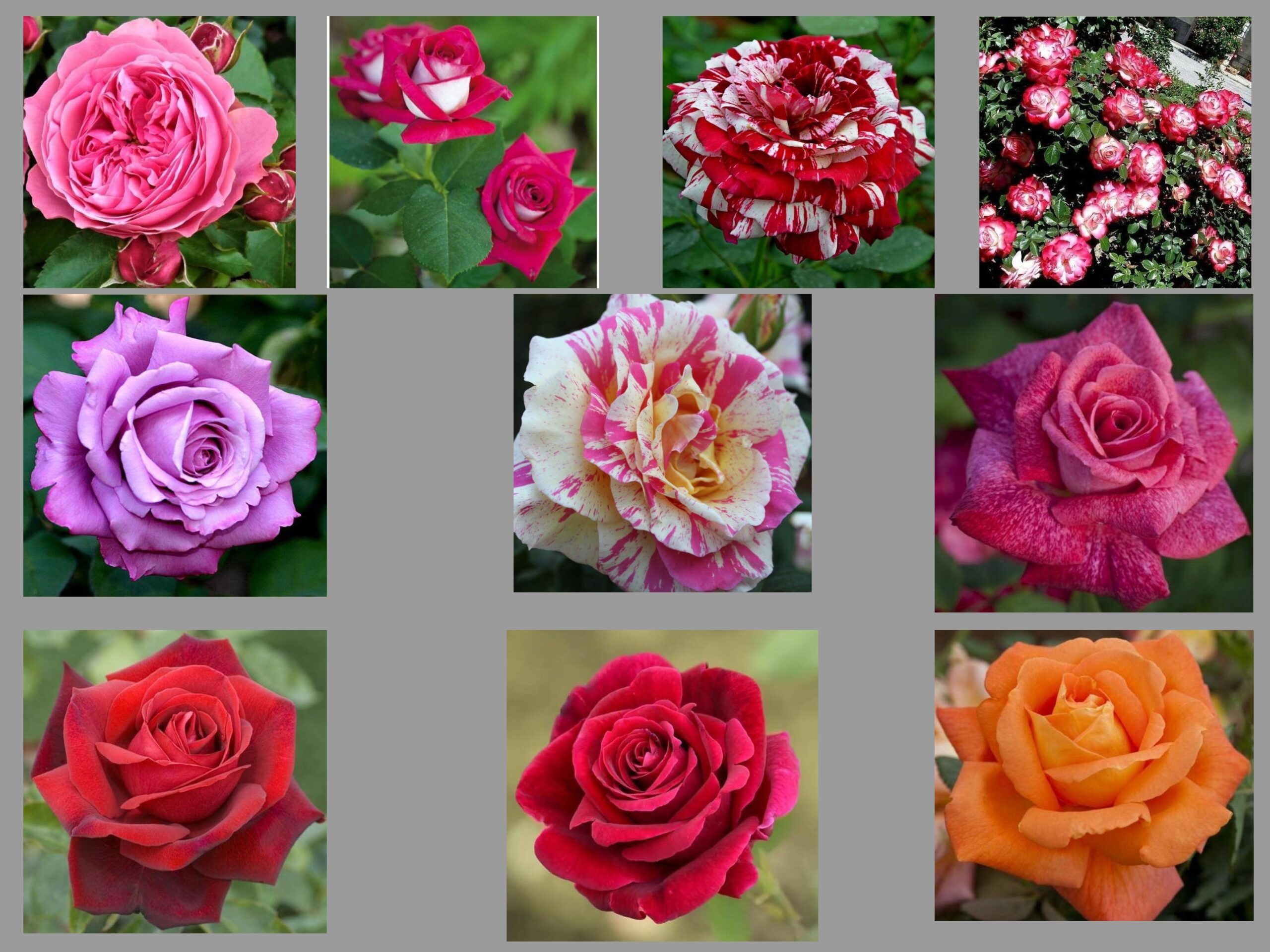 Comunicat de presă - Top 10 trandafiri numiți după persoane celebre